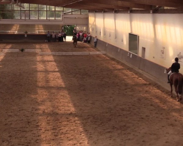 Reitturnier Dallgow 2019