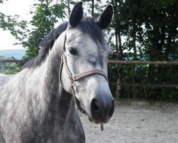 Zuchtstute Ma Gardesse (Trakehner, 2008, von Angard)