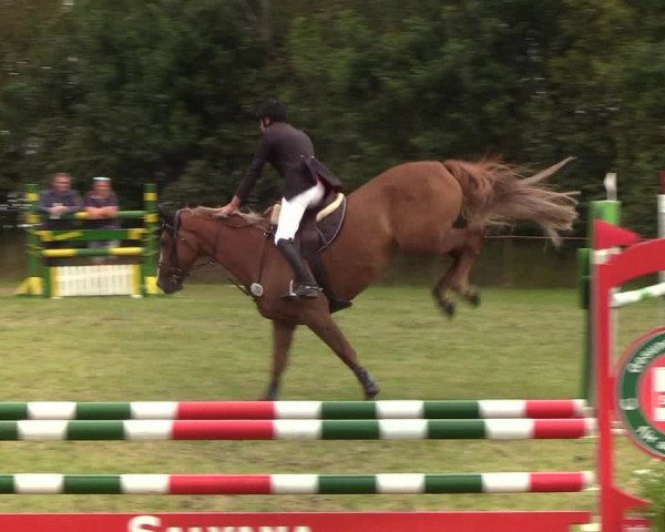 Reitturnier Sollerup 2019