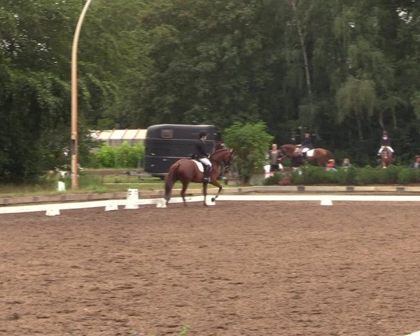 Reitturnier Dallgow 2019