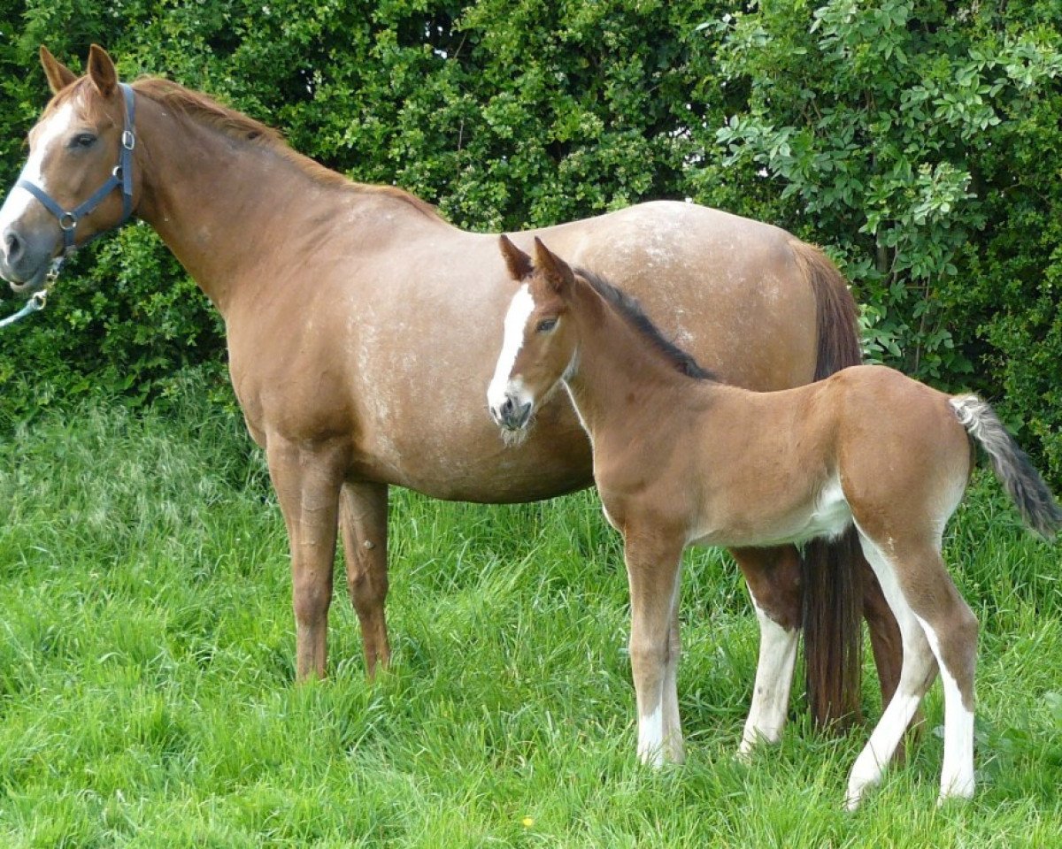 broodmare Nuance de Bray (Selle Français, 2001, from Power Light)