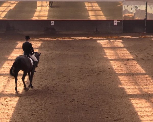 Reitturnier Dallgow 2019