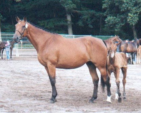 broodmare Gadgy des Broches (Selle Français, 1994, from Alcamera de Moyon)