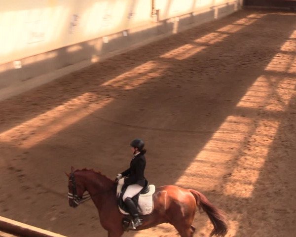 Reitturnier Dallgow 2019
