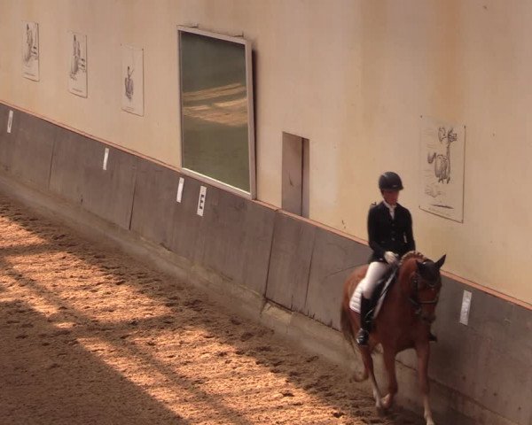 Reitturnier Dallgow 2019