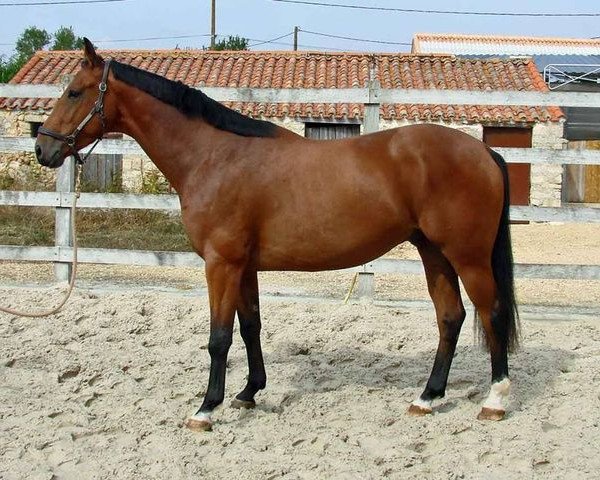 horse Aziz de Bray (Selle Français, 2010, from Olala de Buissy)