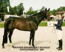 stallion Olala de Buissy (Selle Français, 2002, from Cook du Midour AA)