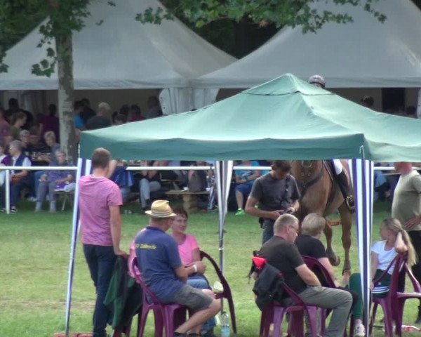 Reitturnier Zobbenitz 2019