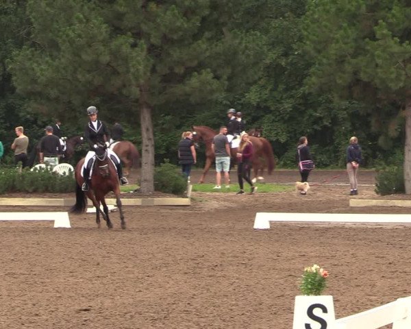 Reitturnier Dallgow 2019