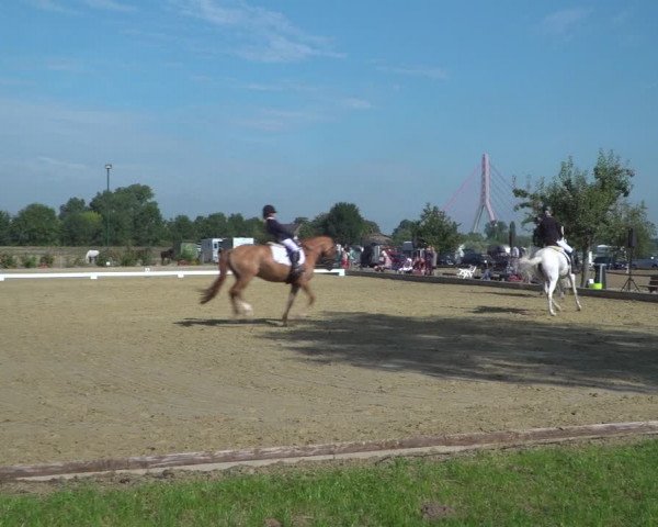 Reitturnier Neuss-Uedesheim 2019
