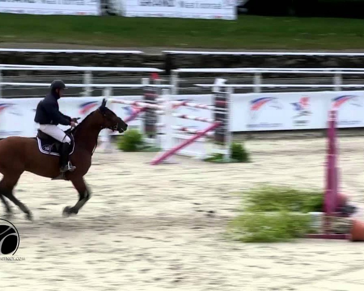 Zuchtstute Trace du Rouet (Selle Français, 2007, von L'Arc de Triomphe)