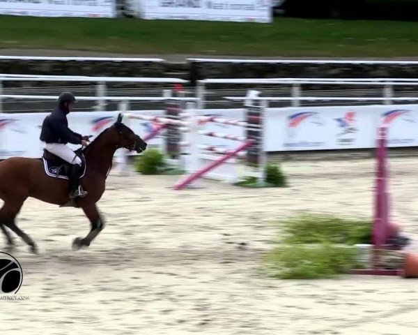 Zuchtstute Trace du Rouet (Selle Français, 2007, von L'Arc de Triomphe)