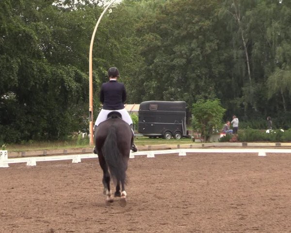 Reitturnier Dallgow 2019