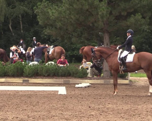 Reitturnier Dallgow 2019