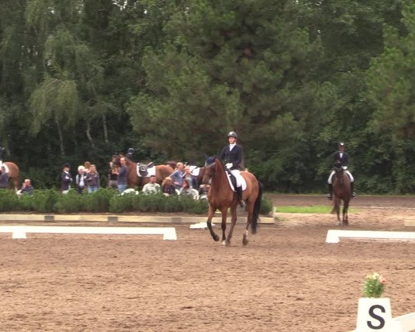 Reitturnier Dallgow 2019