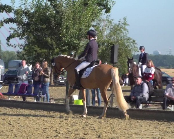 Reitturnier Neuss-Uedesheim 2019