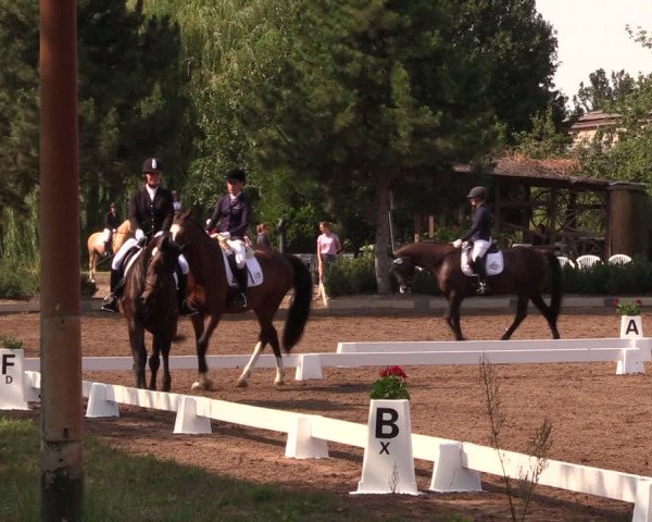 Reitturnier Dallgow 2019