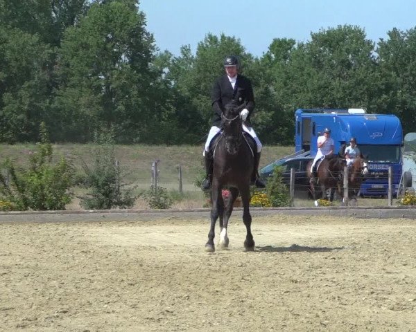 Reitturnier Neuss-Uedesheim 2019