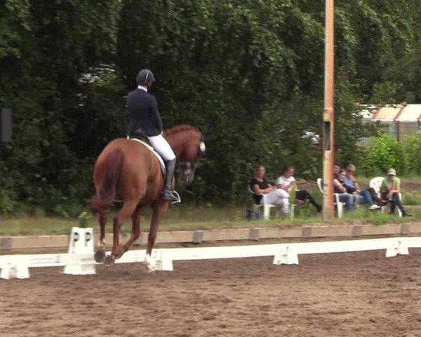 Reitturnier Dallgow 2019