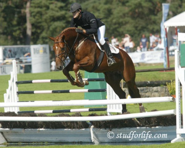 Pferd Nazur des Forets (Selle Français, 2001, von Diamant de Semilly)