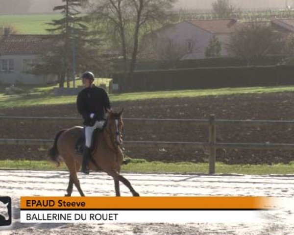 jumper Ballerine du Rouet (Selle Français, 2011, from L'Arc de Triomphe)