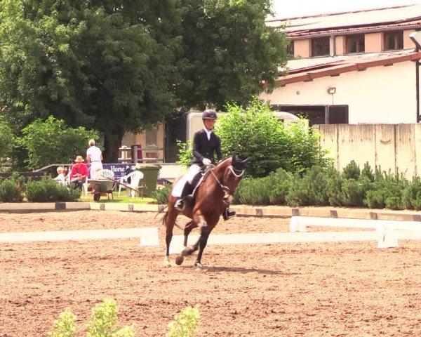 Reitturnier Dallgow 2019