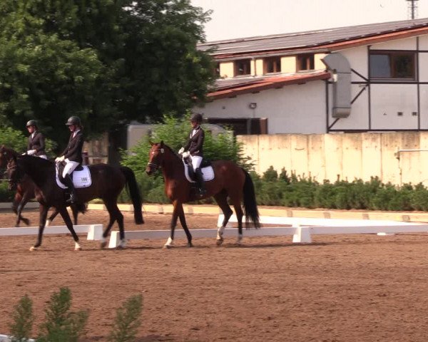 Reitturnier Dallgow 2019