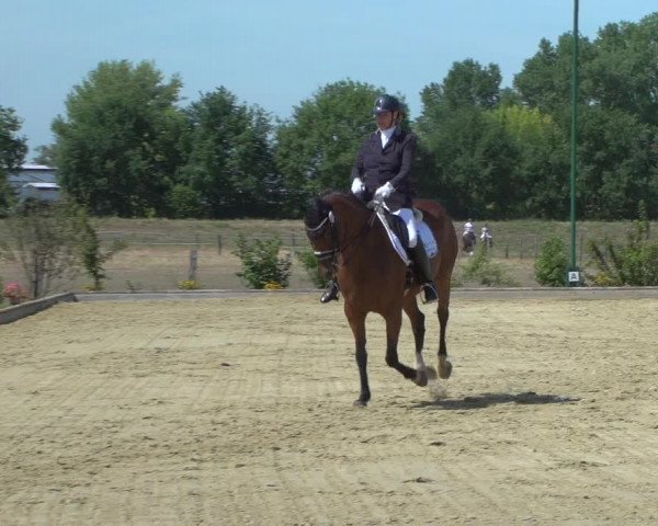 Reitturnier Neuss-Uedesheim 2019