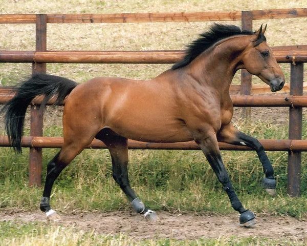 stallion Gin Tonic Star (Selle Français, 1994, from Jalisco B)