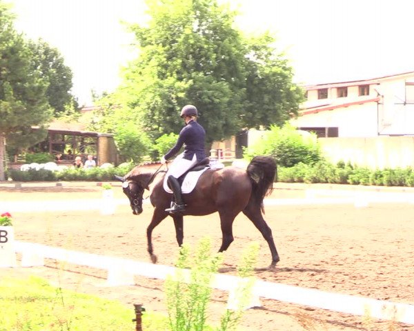 Reitturnier Dallgow 2019