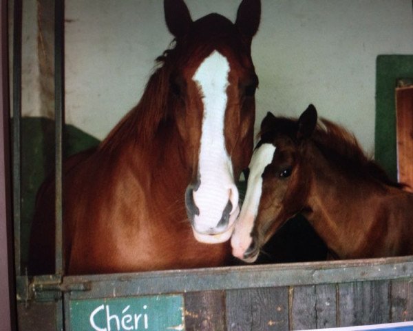 broodmare Wilma N (Hanoverian, 1998, from Wanderer)