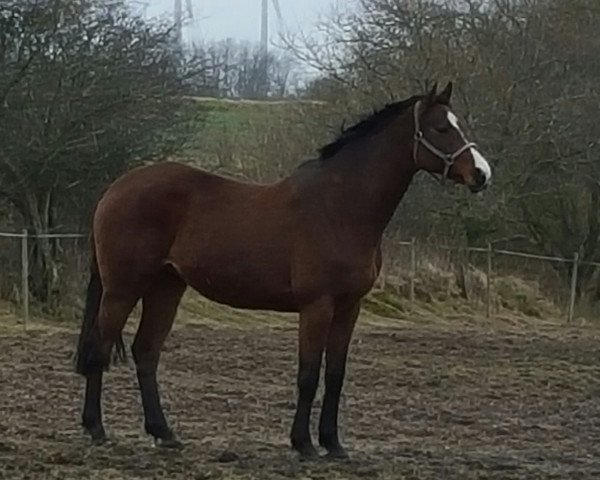 broodmare Zarah Leander (Holsteiner, 2007, from Coriano)