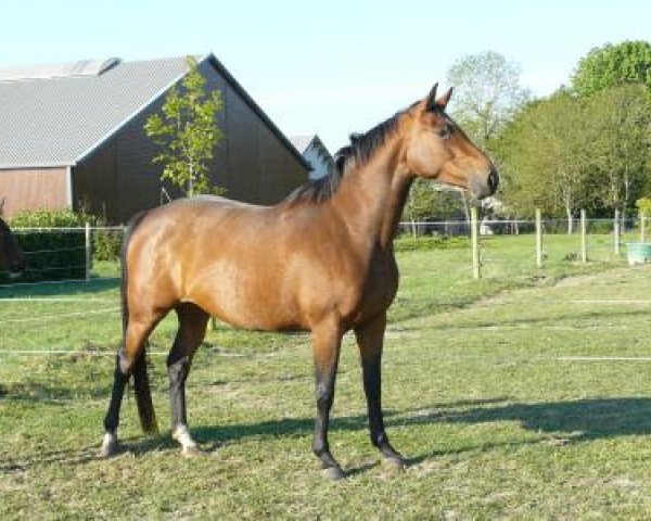 Zuchtstute Quinta du Soleil (Selle Français, 2004, von Diamant de Semilly)