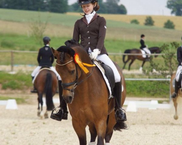 Dressurpferd Desert King (Deutsches Reitpony, 2010, von Don Miguel Fh)