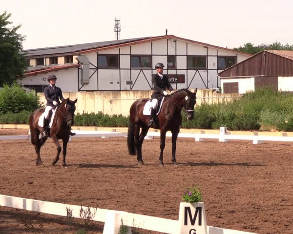 Reitturnier Dallgow 2019