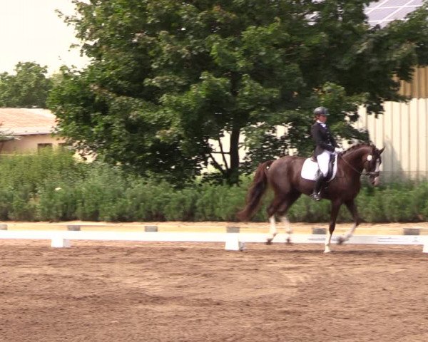 Reitturnier Dallgow 2019