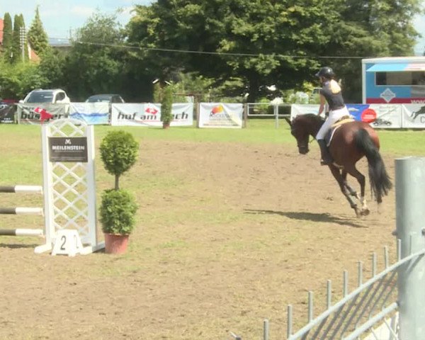 Reitturnier Langenthal 2019