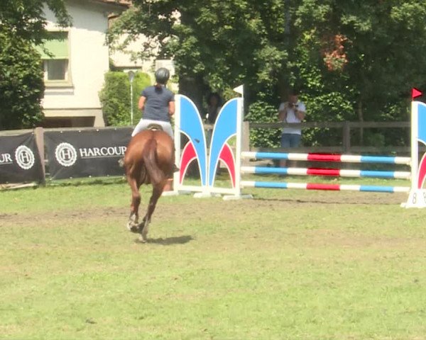 Reitturnier Langenthal 2019