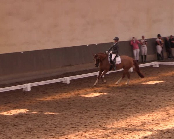 Reitturnier Dallgow 2019