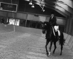 dressage horse Sir Leon 3 (Oldenburg, 2008, from Sir Donnerhall I)