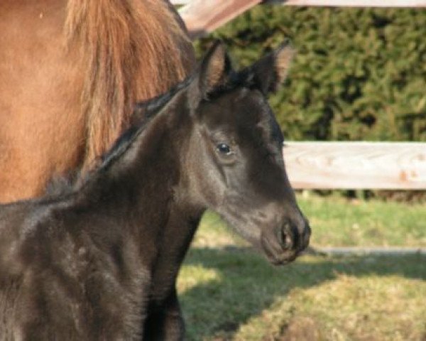 horse Zauberrebe (Trakehner, 2011, from Herzog)