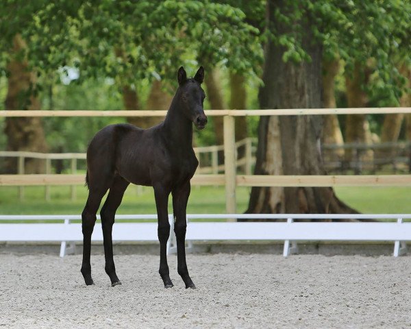 dressage horse Havelgold (Trakehner, 2016, from Schwarzgold)