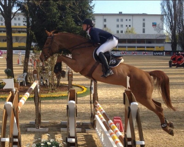 Springpferd ATTILA DER GROSSE (Österreichisches Warmblut, 2006, von Alexander der Grosse Z)
