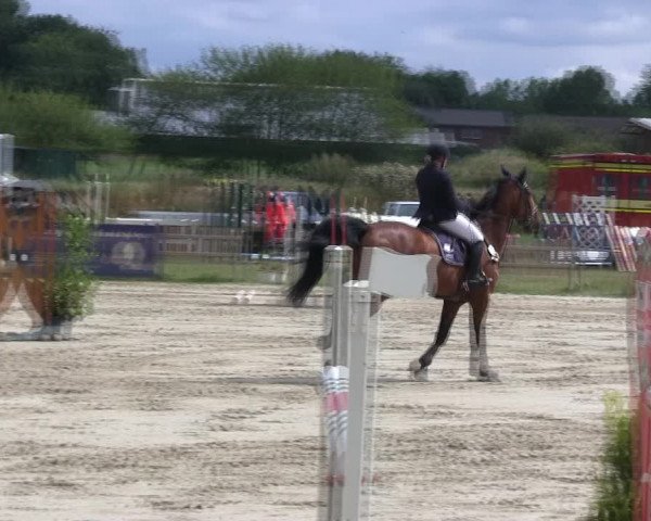 Reitturnier Schülp / Rendsburg 2019
