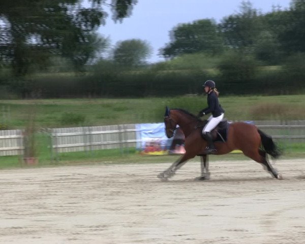 Reitturnier Schülp / Rendsburg 2019