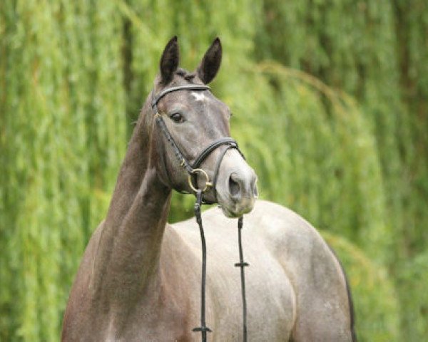 eventing horse Königsehre (Trakehner, 2014, from Interconti)