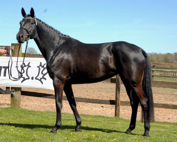 broodmare Kadenz (Trakehner, 2011, from Sixtus)
