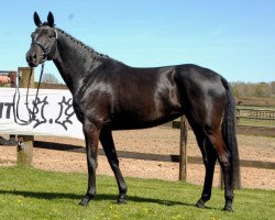 broodmare Kadenz (Trakehner, 2011, from Sixtus)
