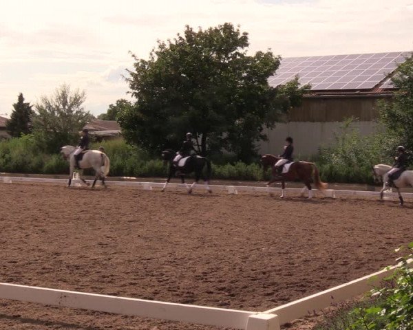 Reitturnier Dallgow 2019