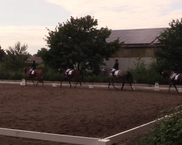 Reitturnier Dallgow 2019